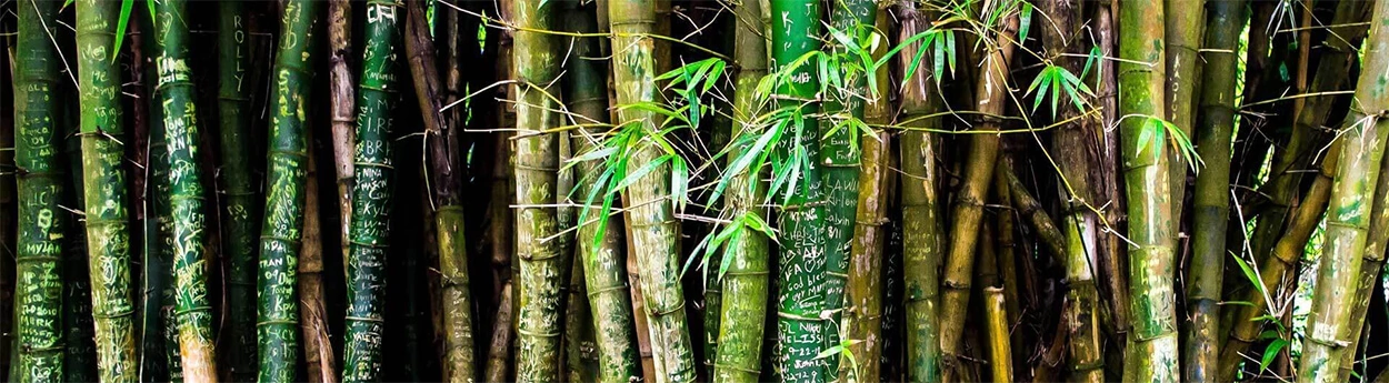 Bamboe kleding