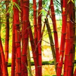 Bamboo Basics Rood