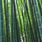 Bamboo Basics Gift Guide